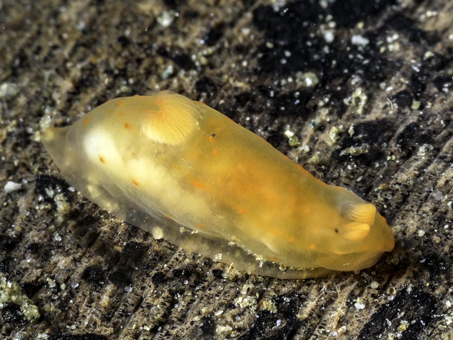Gymnodoris sp. 34